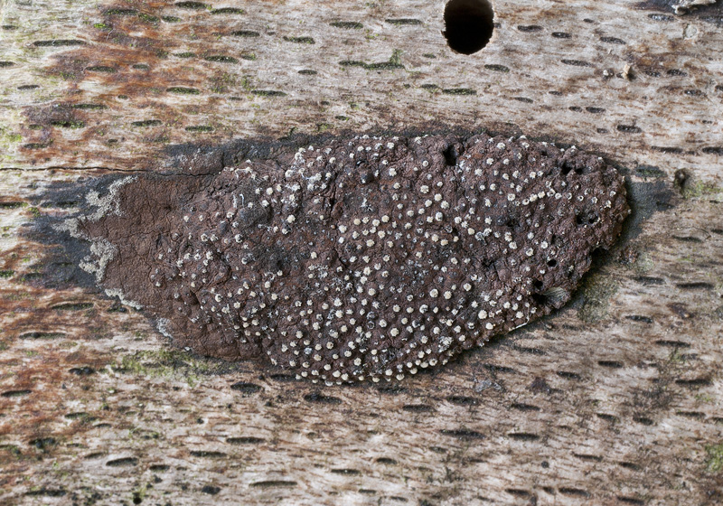 Hypoxylon perforatum